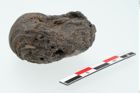 Foto von Glasaugenperle (NHMW-PRAE-025402)